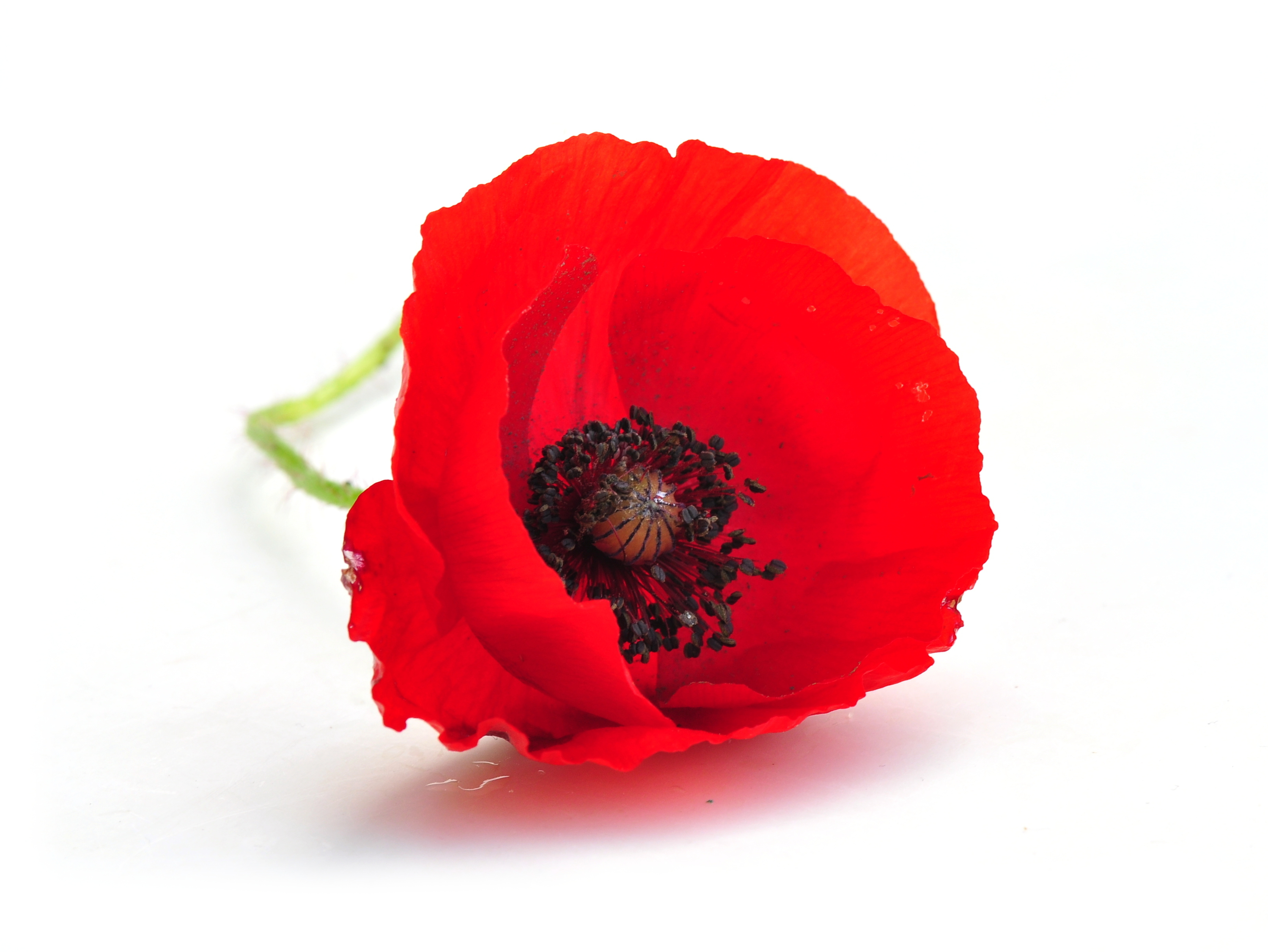 The history of the poppy About us Poppyscotland